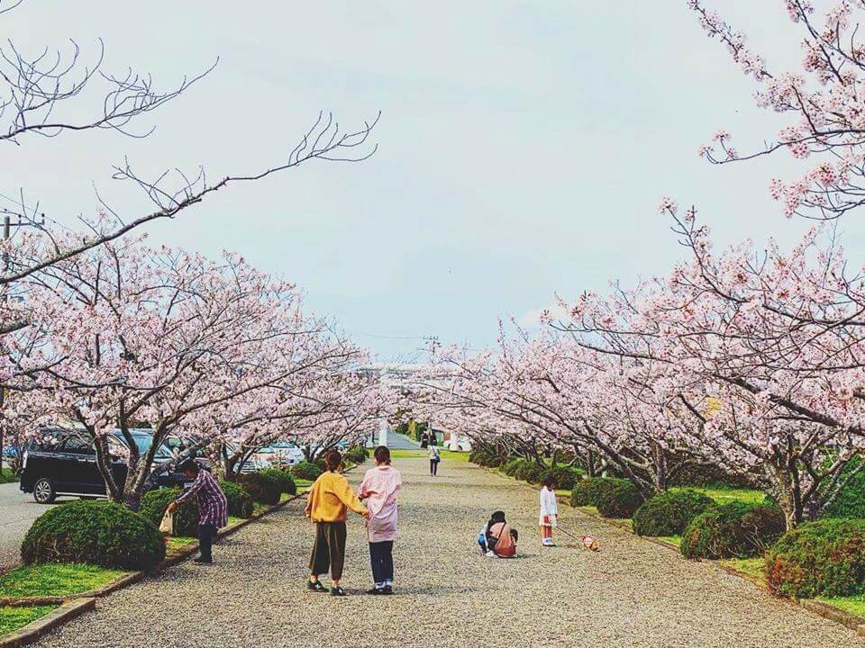 桜並木をお散歩