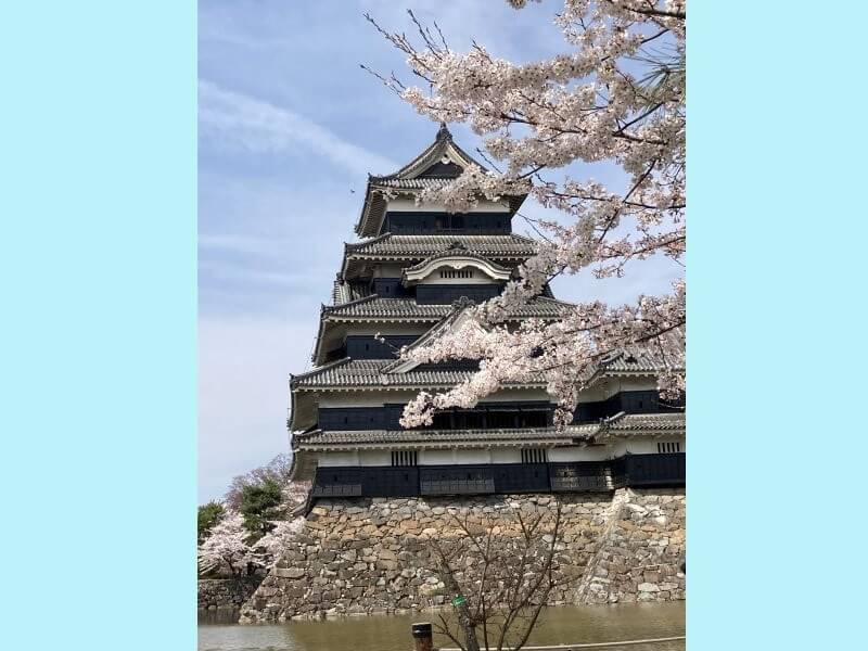 桜と城